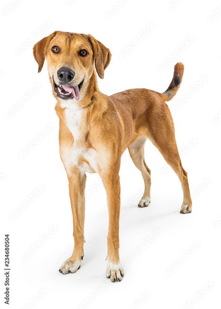 Happy Labrador Crossbreed Dog Standing