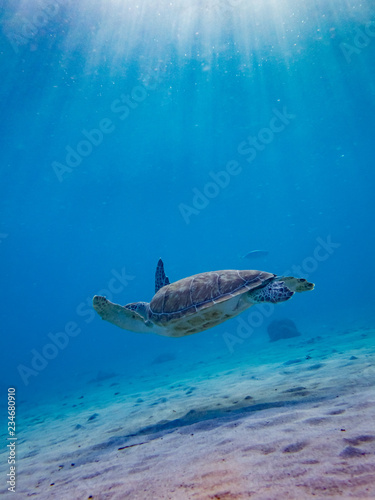 Swimming with Turtles  at Westpunt on the Island of Curacao in the Caribbean
