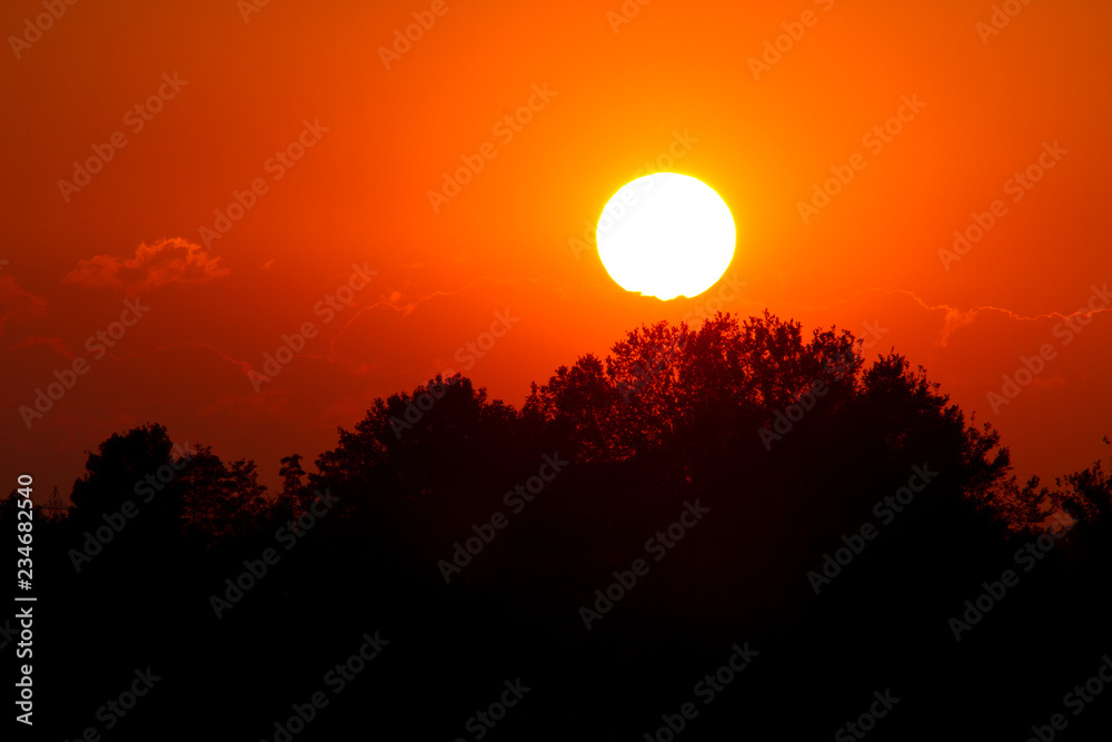big sun at sunset and trees silhouette