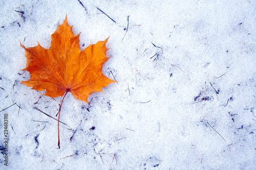 Maple leaf on snow