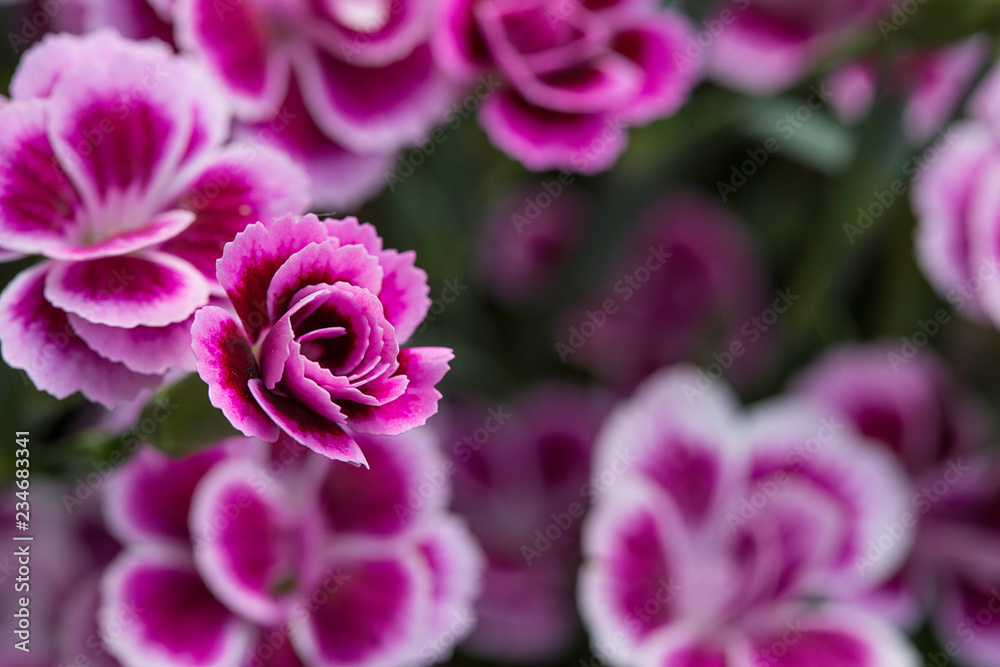 Macro di cespuglio di garofani screziati rosa Pink Kisses Macro di cespuglio di garofani screziati rosa Pink Kisses