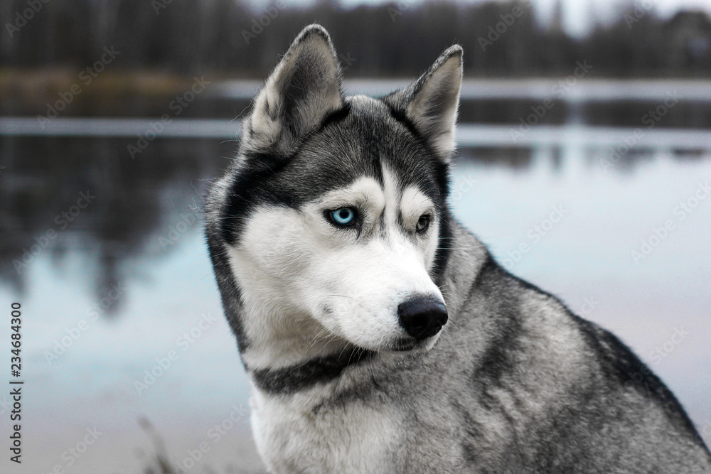 Gray dog breed Husky near half a turn on the background of the autumn lake