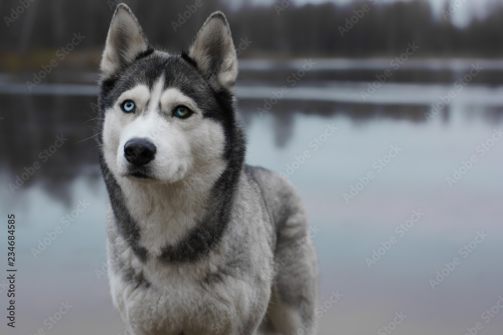 Gray dog breed Husky with different eyes color stands on the shore of the autumn lake