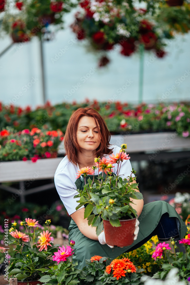 Redhead young woman working in greenhouse and enjoying in beautiful flowers. Female worker working at garden center. Redhead young woman working in greenhouse and enjoying in beautiful flowers. Female worker working at garden center.