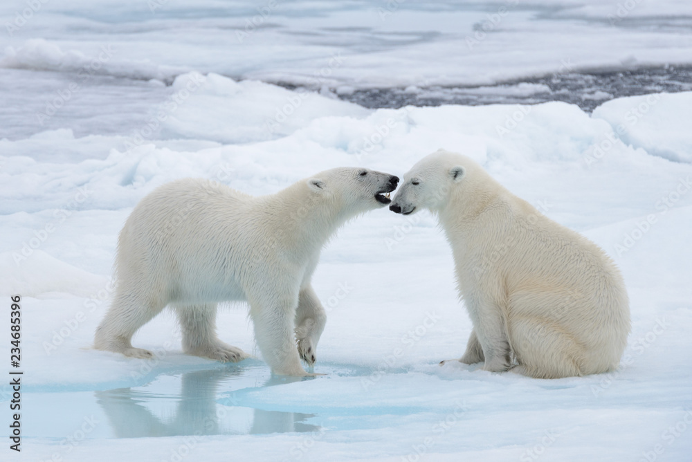 Naklejka Two young wild polar bears playing on pack ice in Arctic sea
