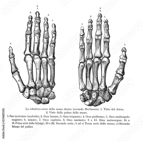 Vintage illustration of anatomy, right hand bones, back and palm view with Italian anatomical descriptions