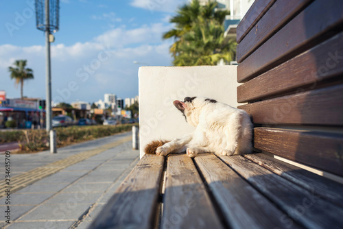 Black and white cat on a wooden bench on the resort town background at sunset