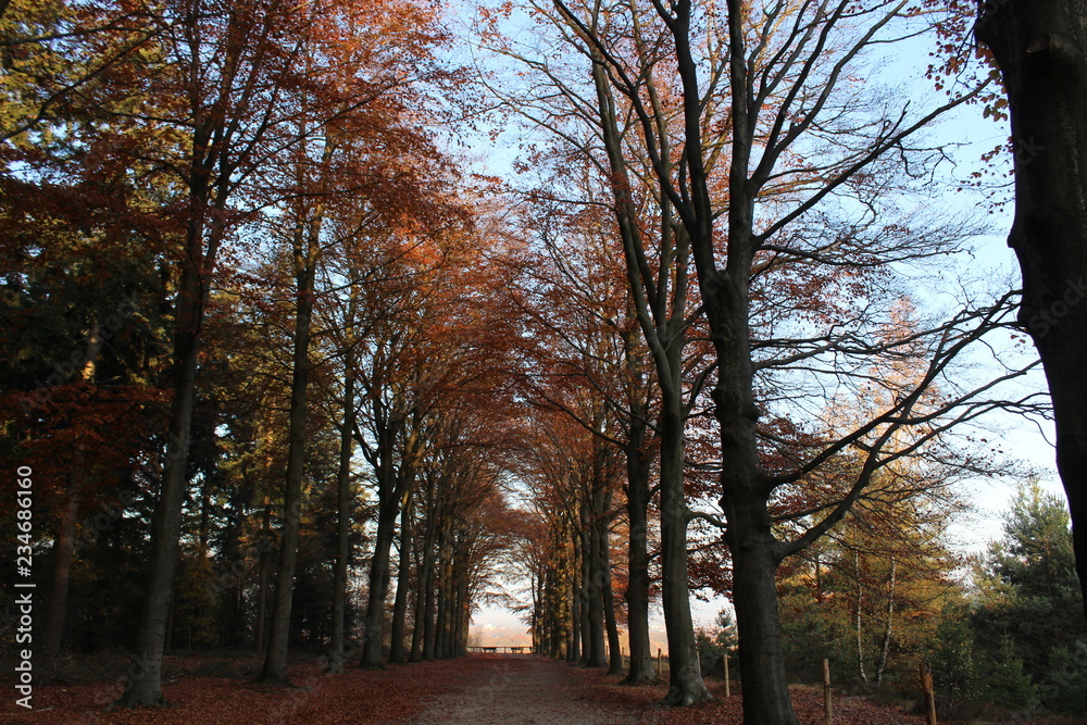 autumn in the park