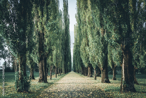 Slika na platnu tree-lined avenue in autumn