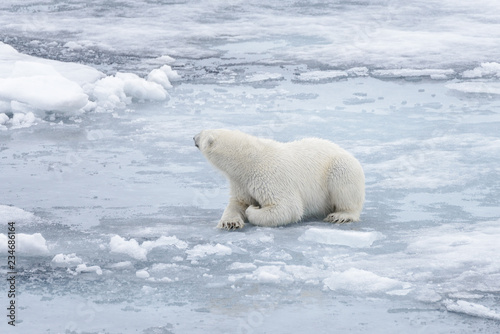 Wild polar bear laying on pack ice