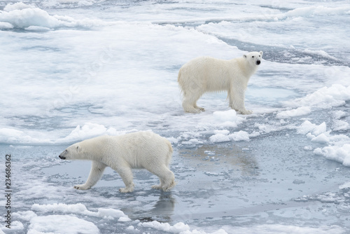 Two young wild polar bears playing on pack ice in Arctic sea, north of Svalbard