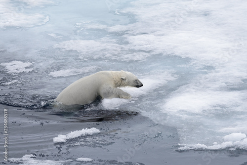 Polar bear (Ursus maritimus) swimming in Arctic sea close up.