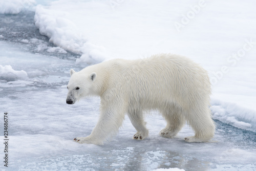 Wild polar bear going in water on pack ice in Arctic sea