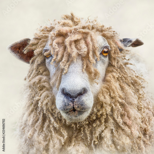 Portrait of a Leicester Longwool Sheep with Textures added