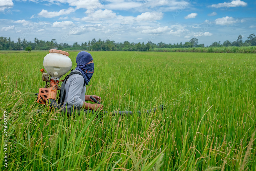 Asian Thai farmer to herbicides or chemical fertilizers Equipment on the fields green rice growing.