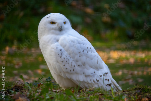 Snowy white Owl, Bubo scandiacus