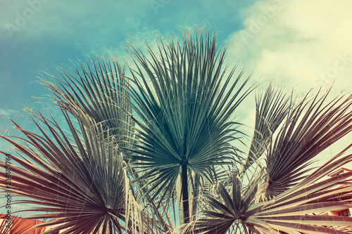 Palm trees against blue sky, retro style. Summer background.