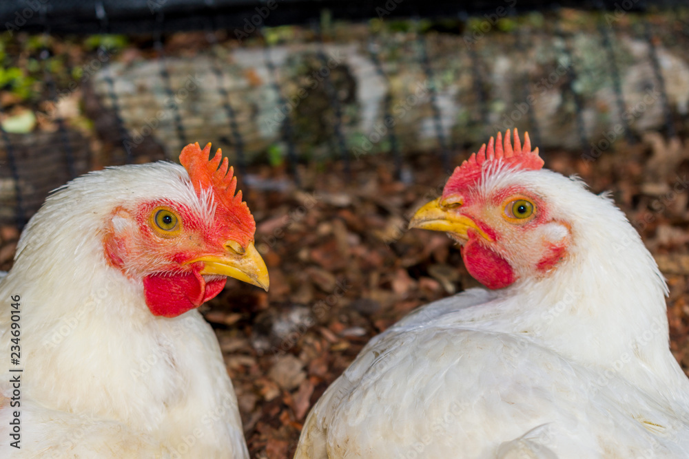 Fototapeta premium FARM CHICKENS