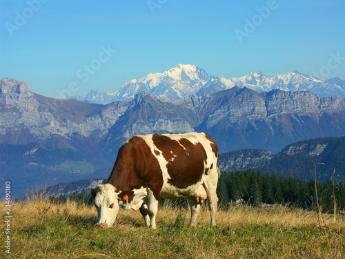 une vache montbéliarde en alpage