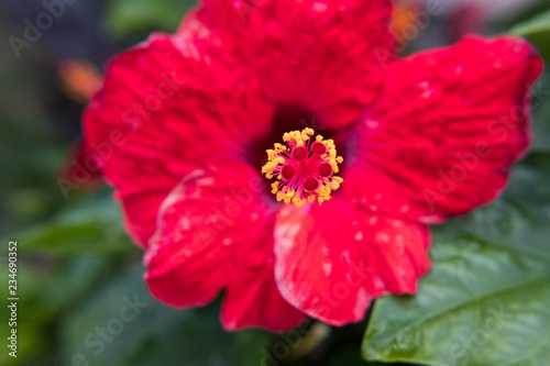 Red Ibiscus flower close up selective focus. © Alessandro Vecchi