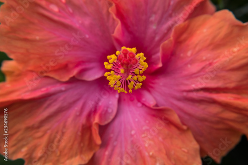Beautiful Ibiscus flower after the rain. © Alessandro Vecchi