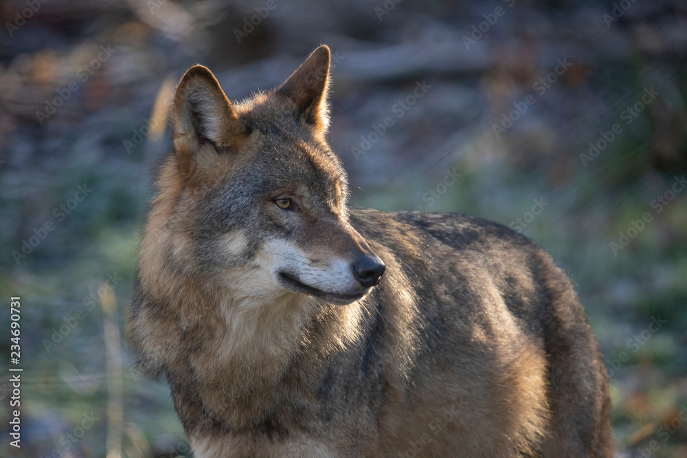 European Wolf, Canis lupus lupus