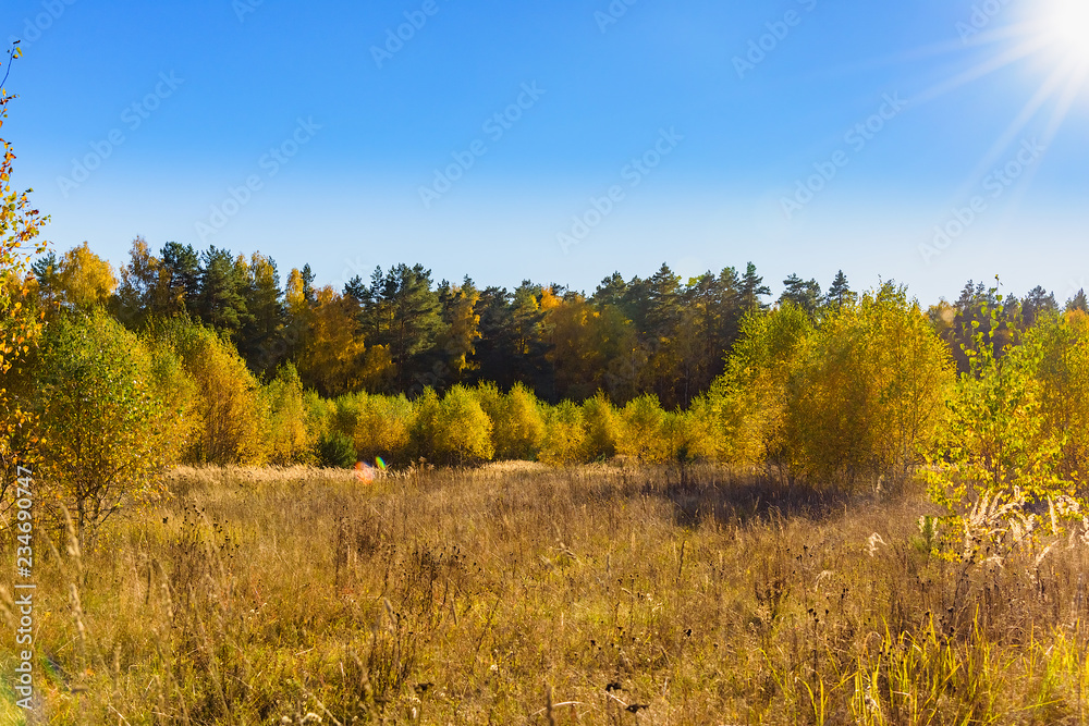 golden autumn birch sun