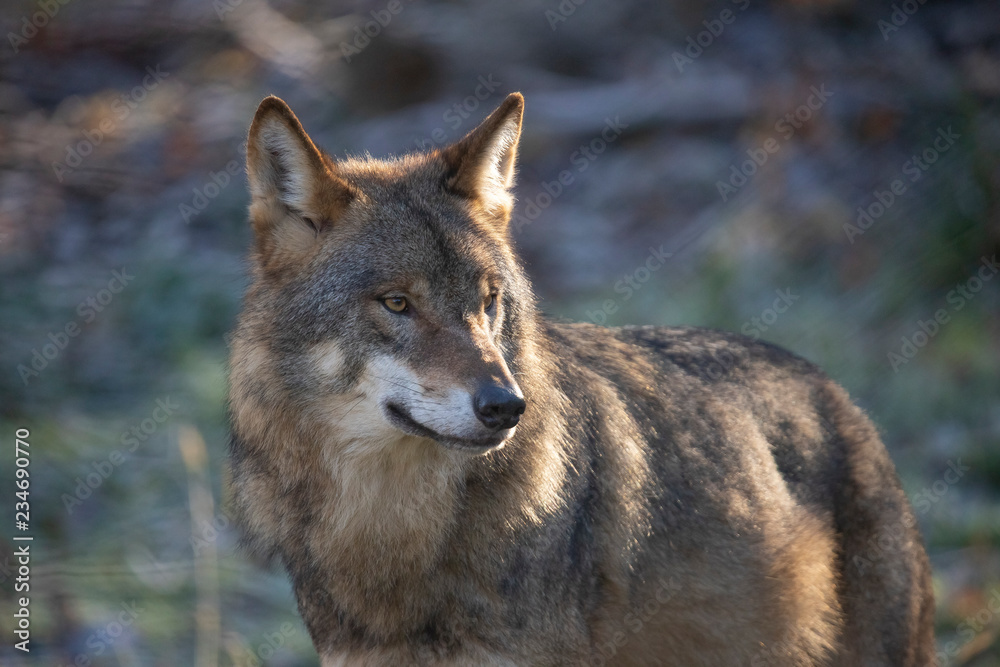 European Wolf, Canis lupus lupus