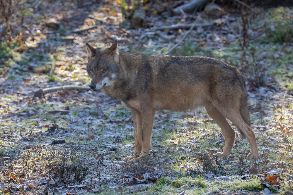 European Wolf, Canis lupus lupus European Wolf, Canis lupus lupus