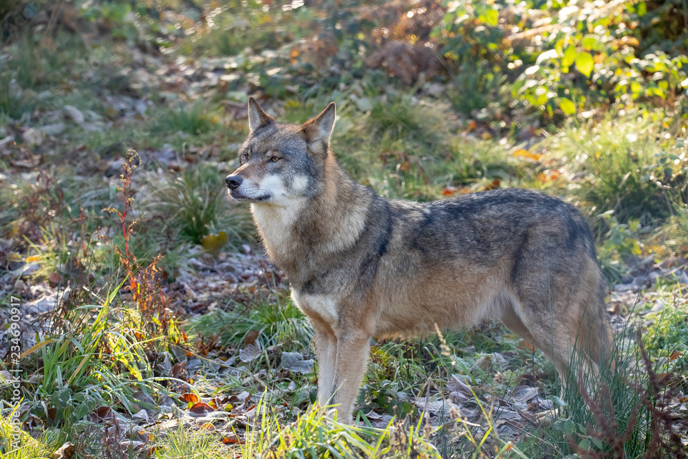 Fototapeta premium European Wolf, Canis lupus lupus