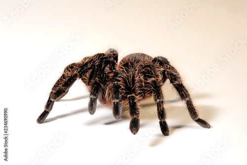 endemische Vogelspinne aus Guatemala (Brachypelma sabulosum) - endemic tarantula from  photo