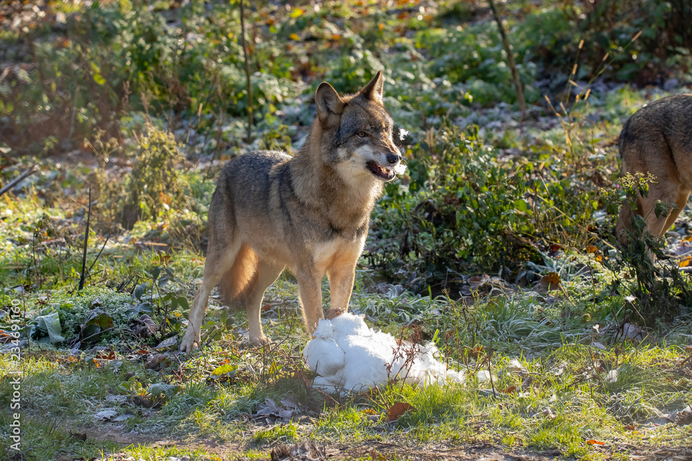 European Wolf, Canis lupus lupus