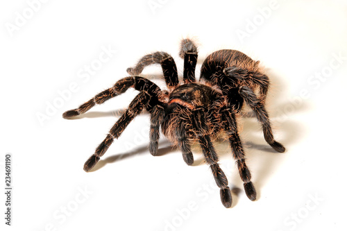 endemische Vogelspinne aus Guatemala (Brachypelma sabulosum) - endemic tarantula from  photo