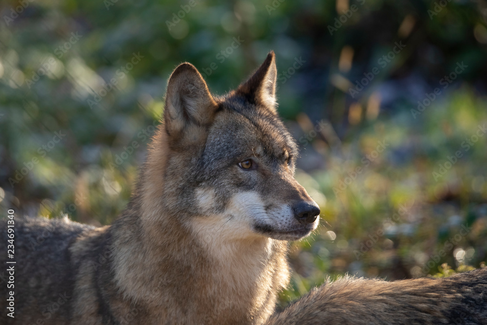 Fototapeta premium European Wolf, Canis lupus lupus