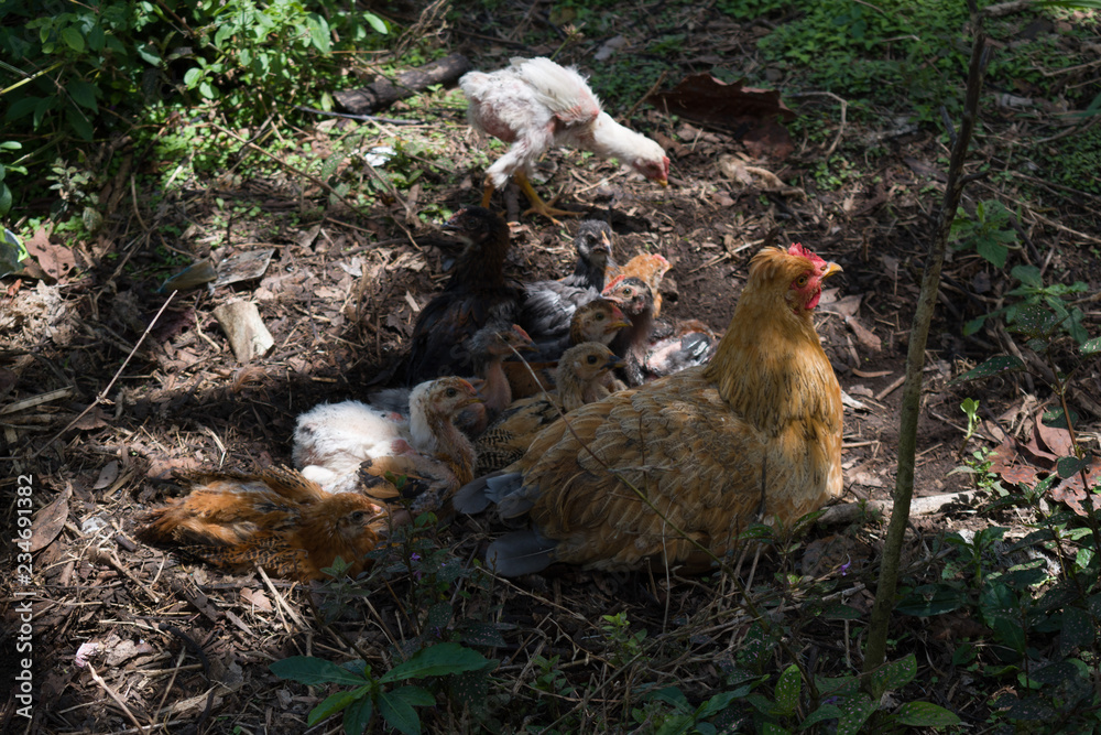 HEN GRAZING WITH HER CHICKS HEN GRAZING WITH HER CHICKS