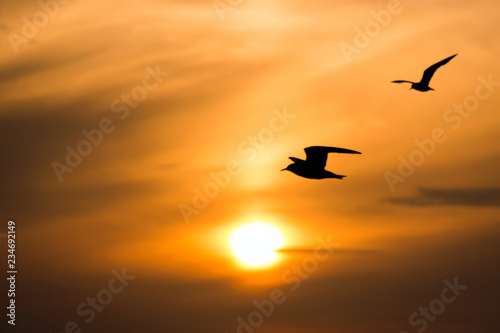 Seagull birds flying in beautiful sunrise sky, good time to start the day. nature background (blurred bird flying)