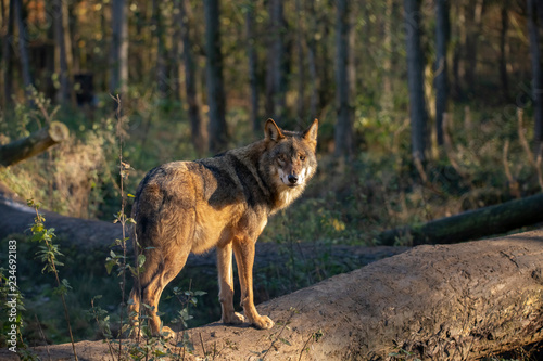 European Wolf  Canis lupus lupus