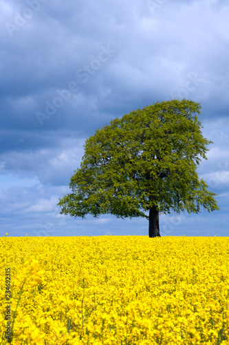 A single tree in a field of vibrant yellow oil seed rape in summer sunshine near Tetbury in the Cotswolds, Gloucestershire, UK