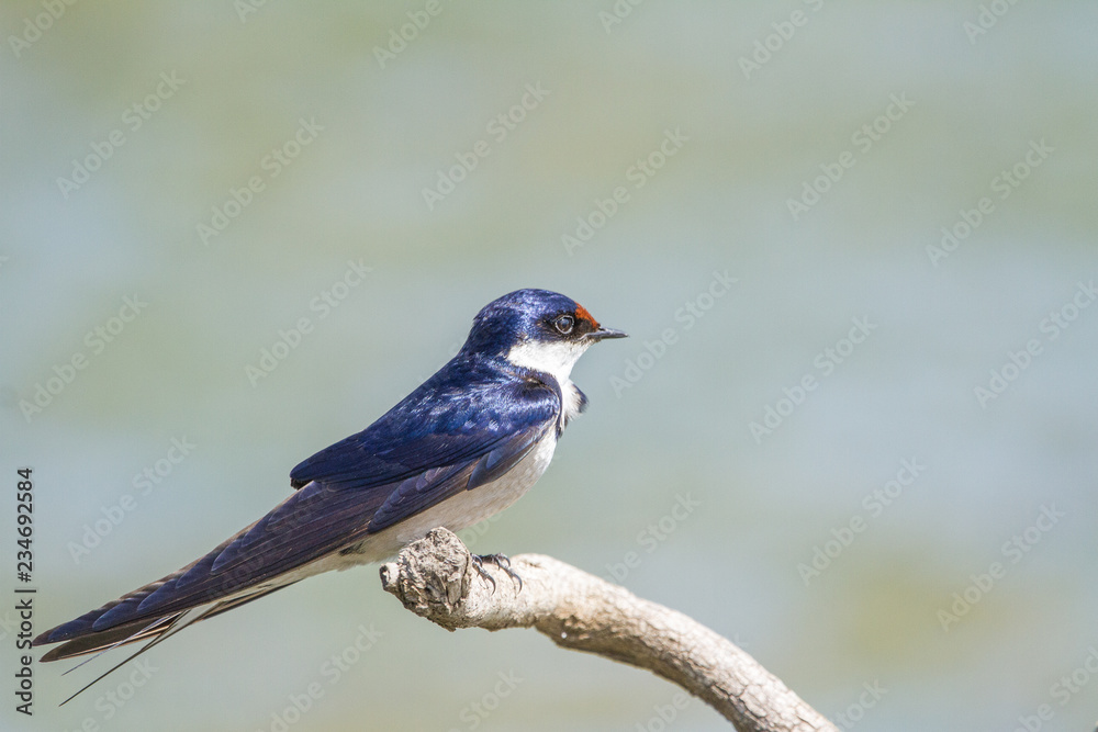 Obraz premium White-Throated Swallow