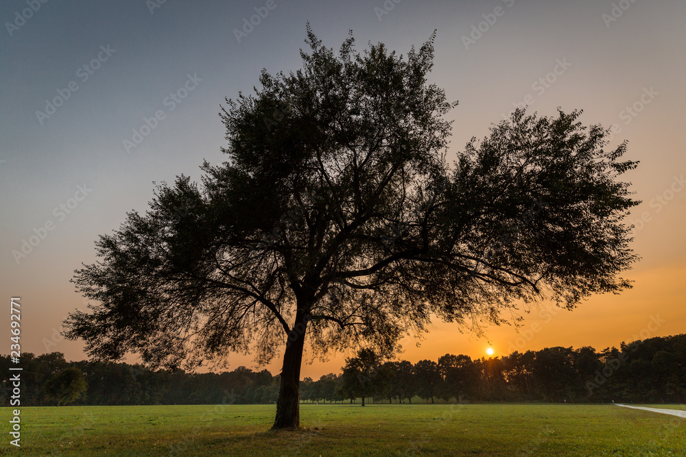 Fototapeta premium Albero in un prato in controluce al tramonto