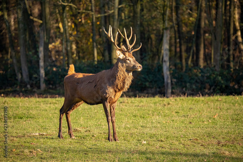 Deer, Red Deer. Cervus elaphus