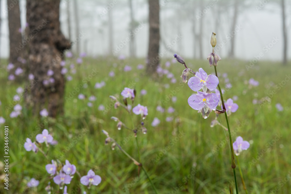 Obraz premium Giganteum Murdannia flowers with drops on fog background at Phusoidao mountains in Thailand, Purple flowers, Rainy season concepts