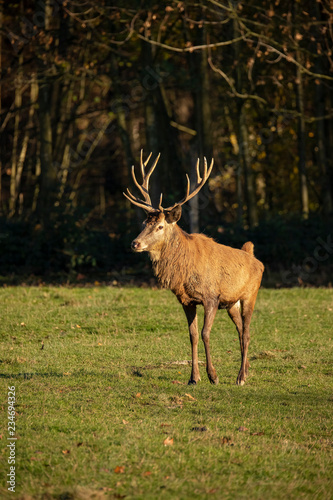 Deer, Red Deer. Cervus elaphus © Gert Hilbink
