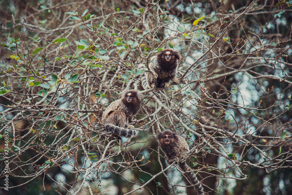 Fototapeta premium Monkeys