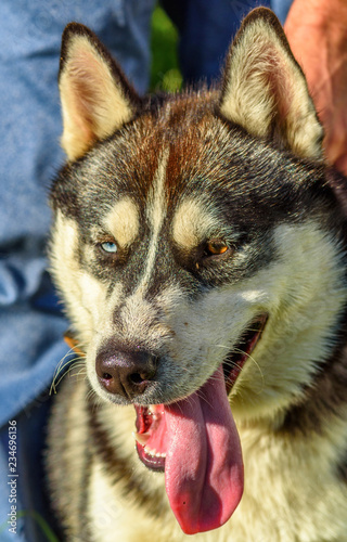 closeup portrait of siberian husky