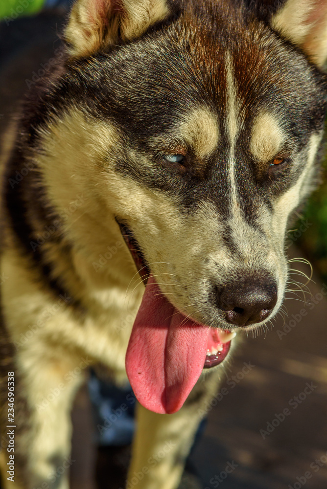 closeup portrait of siberian husky closeup portrait of siberian husky