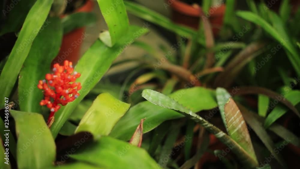 Close up green leaves and flowers light sunlight beautiful natural nature summer tropical beauty date forest landscape europe fresh flora outdoor slow motion Close up green leaves and flowers light sunlight beautiful natural nature summer tropical beauty date forest landscape europe fresh flora outdoor slow motion