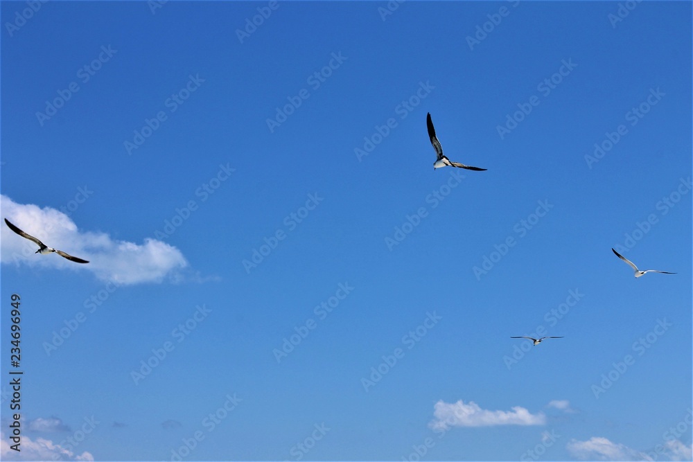 Seagulls flying across an almost clear blue sky with just a couple of fluffy white clouds, Varaderol Beach, Varadero, Cuba.
