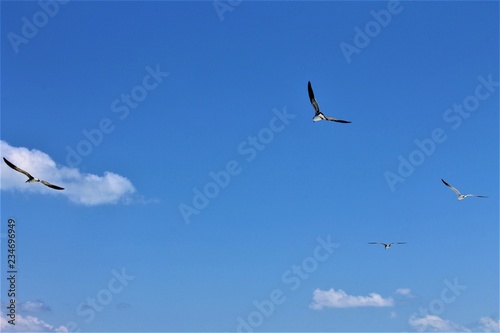 Seagulls flying across an almost clear blue sky with just a couple of fluffy white clouds, Varaderol Beach, Varadero, Cuba.