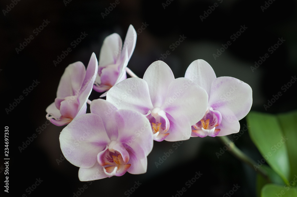 flowers Orchid Phalaenopsis Miki Sakura close-up on dark background. flowers Orchid Phalaenopsis Miki Sakura close-up on dark background.